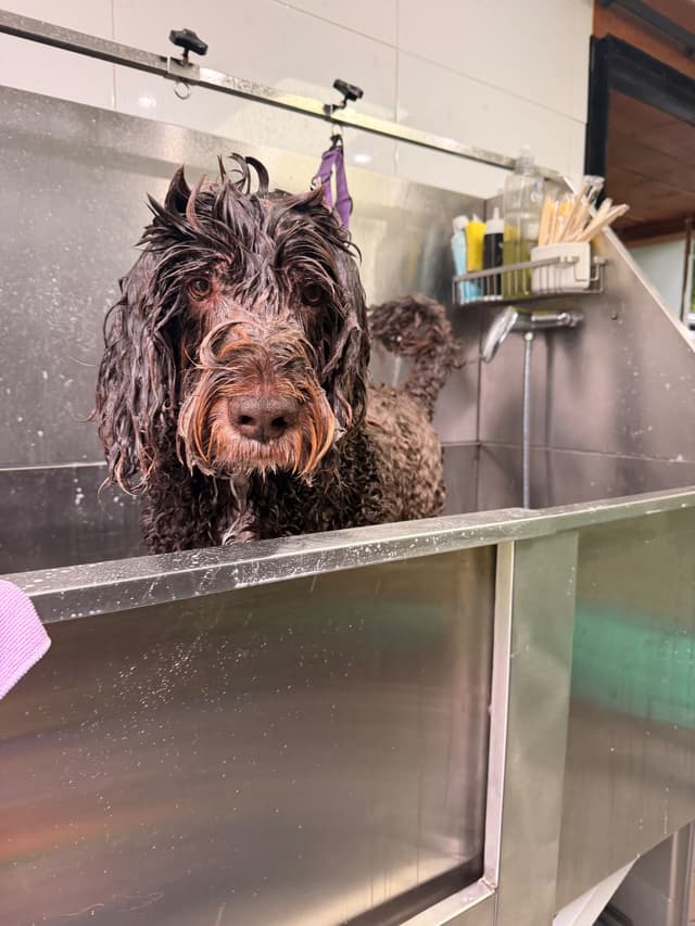A dog at The Filthy Mongrel