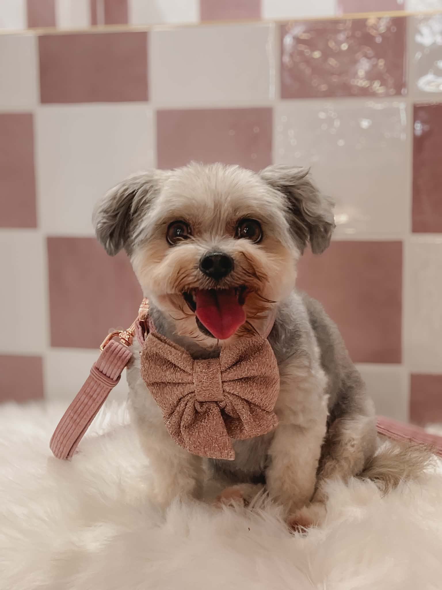 Betty at Little Ellie Dog Spa