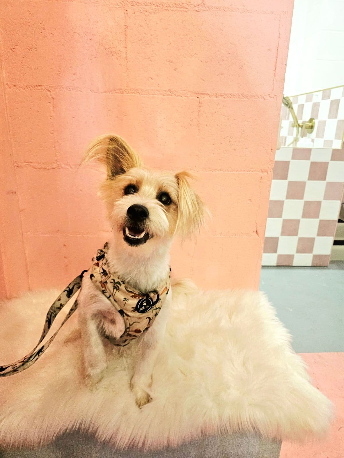 Benny at Little Ellie Dog Spa