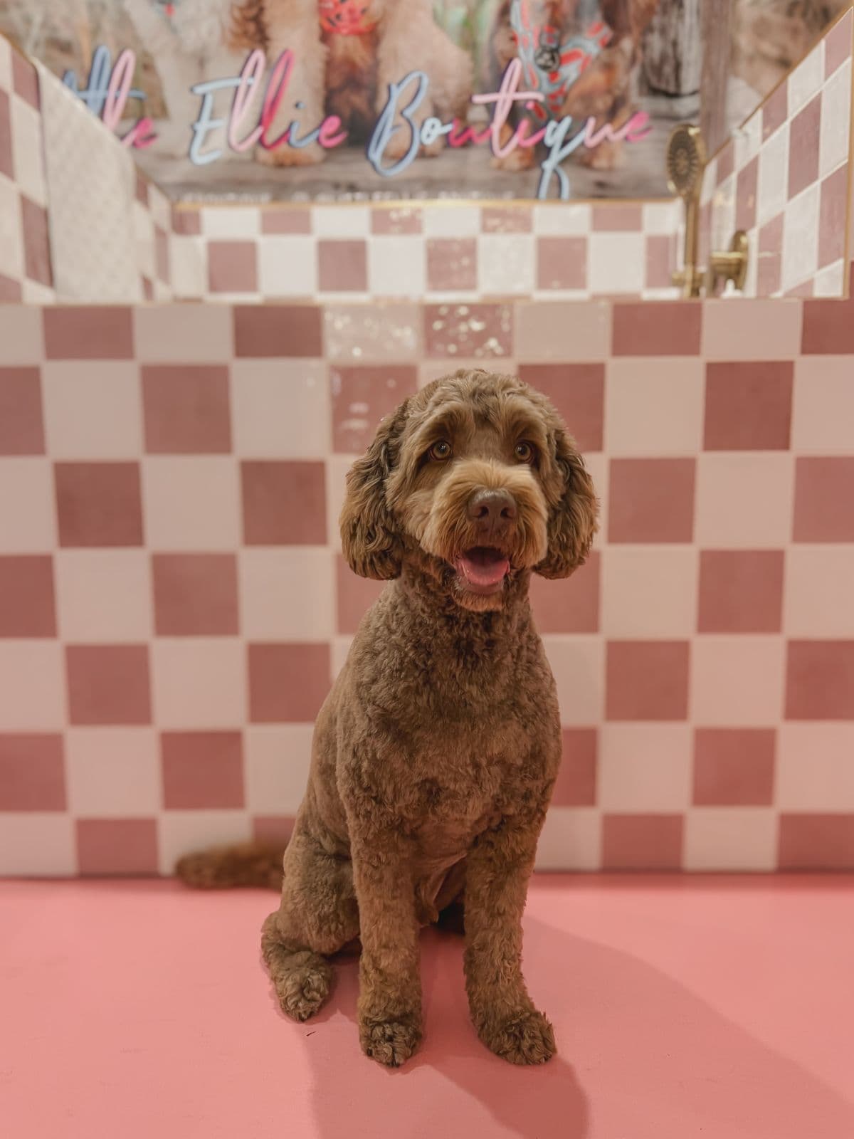 Banjo at Little Ellie Dog Spa