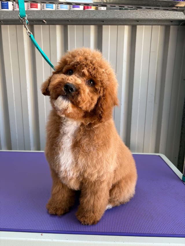 A dog at Ya Filthy Animal Grooming